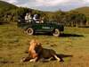 Bayethe Tented Lodge - Game Drive 
